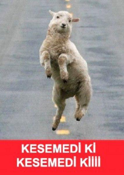 Kurban Bayramı ile ilgili yapılmış komik capsler