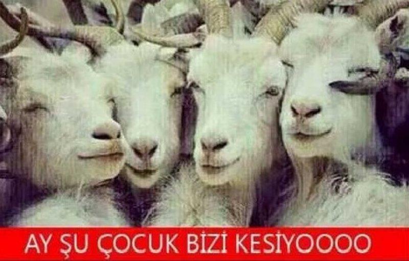 Kurban Bayramı ile ilgili yapılmış komik capsler