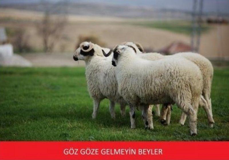 Kurban Bayramı ile ilgili yapılmış komik capsler