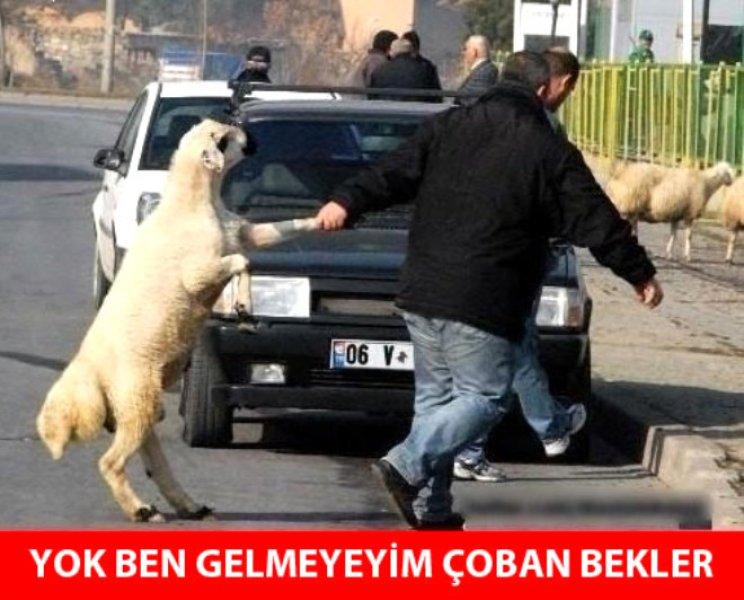 Kurban Bayramı ile ilgili yapılmış komik capsler