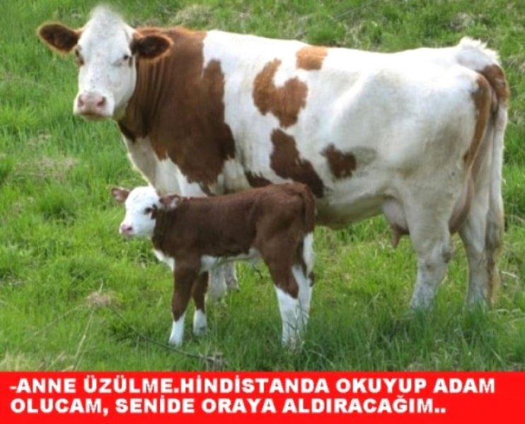Kurban Bayramı ile ilgili yapılmış komik capsler