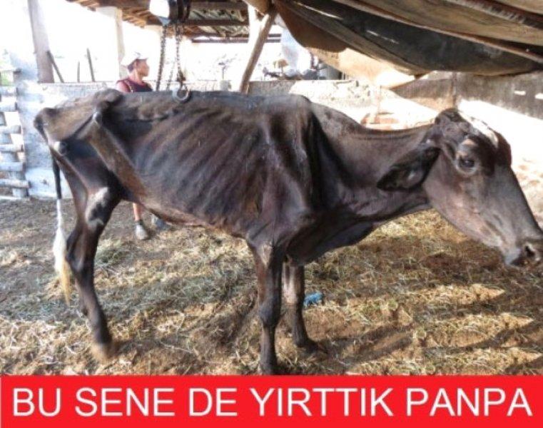 Kurban Bayramı ile ilgili yapılmış komik capsler