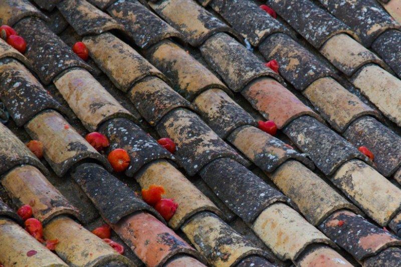 Domates Festivali bu yıl da renkli görüntülere sahne oldu