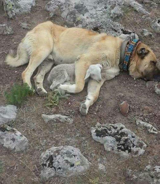 Kangal köpeği özel ırk olarak kabul edildi 