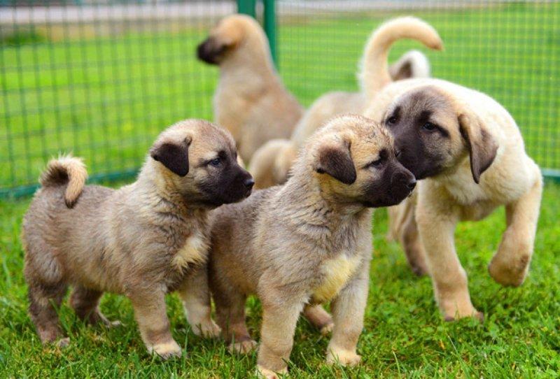 Kangal köpeği özel ırk olarak kabul edildi 