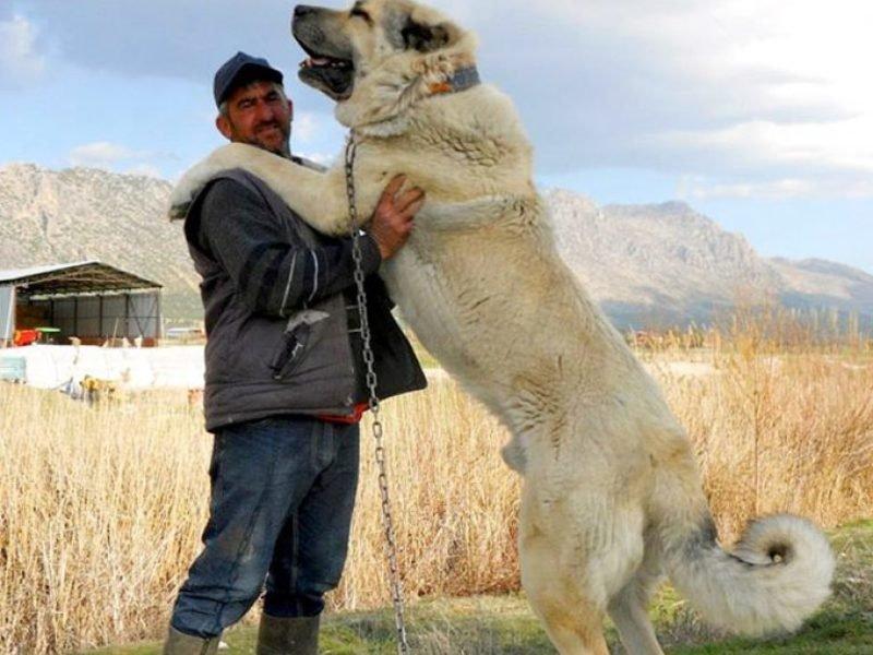 Kangal köpeği özel ırk olarak kabul edildi 