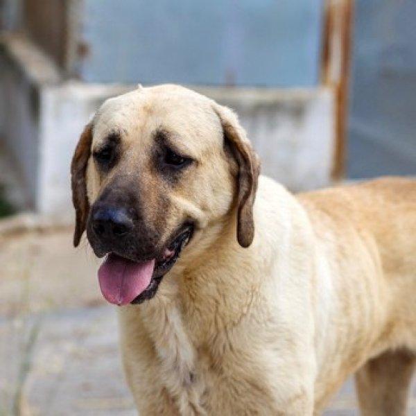 Kangal köpeği özel ırk olarak kabul edildi 