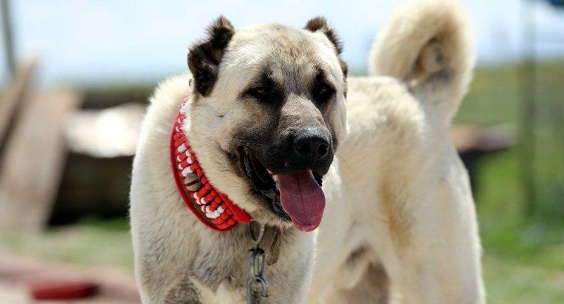 Kangal köpeği özel ırk olarak kabul edildi 