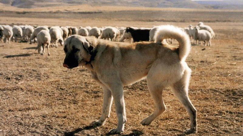 Kangal köpeği özel ırk olarak kabul edildi 