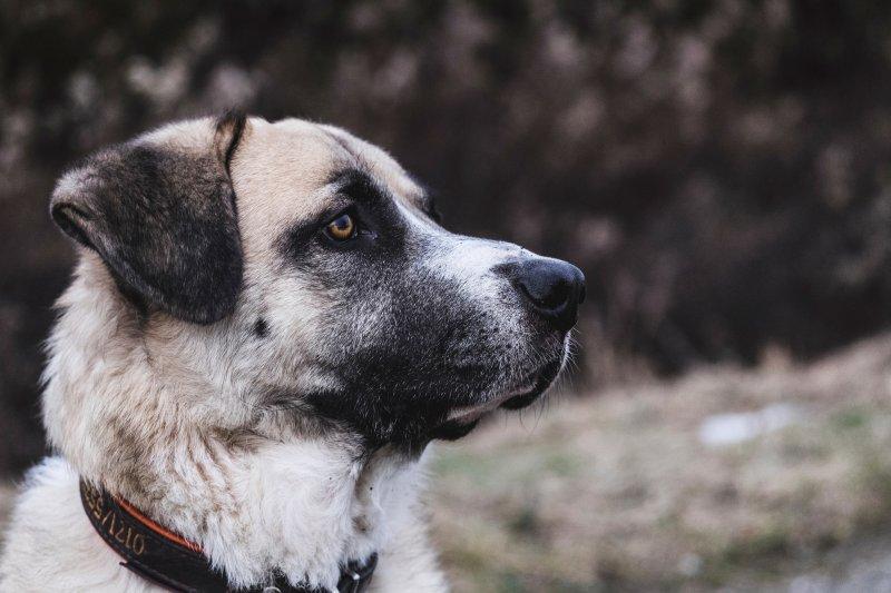 Kangal köpeği özel ırk olarak kabul edildi 