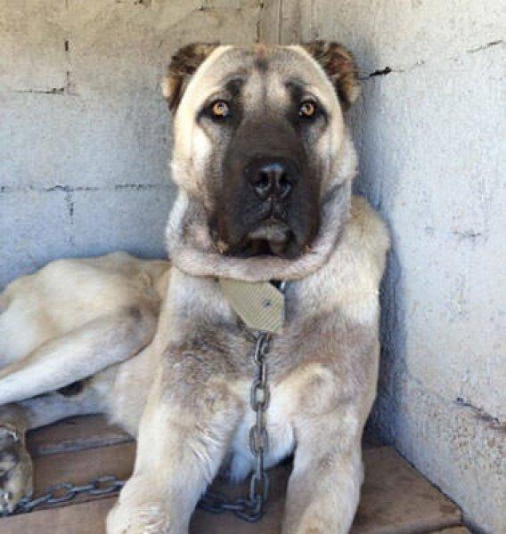 Kangal köpeği özel ırk olarak kabul edildi 