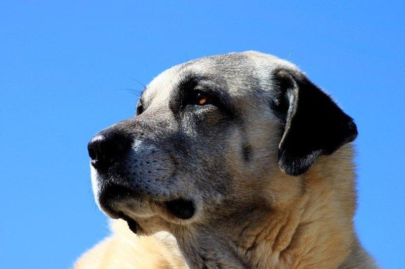Kangal köpeği özel ırk olarak kabul edildi 
