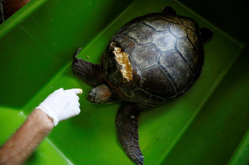 Dalyan'da caretta carettaların denize yolculuğu