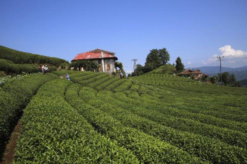 Çayeli'ndeki çay tarlasına ziyaretçi akını