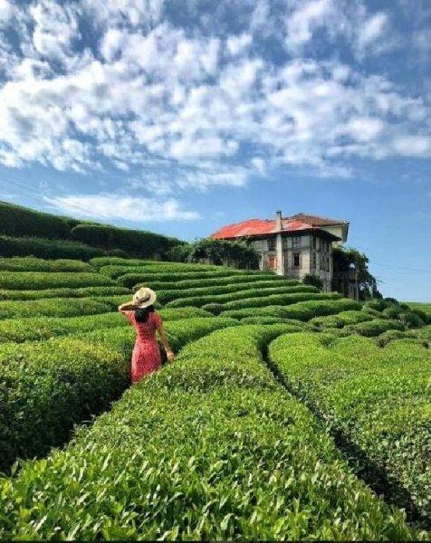 Çayeli'ndeki çay tarlasına ziyaretçi akını