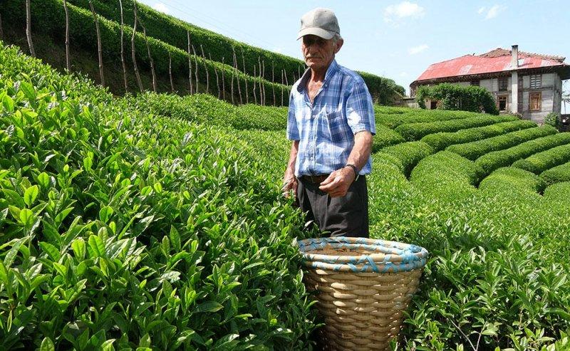 Çayeli'ndeki çay tarlasına ziyaretçi akını