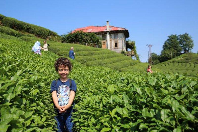 Çayeli'ndeki çay tarlasına ziyaretçi akını
