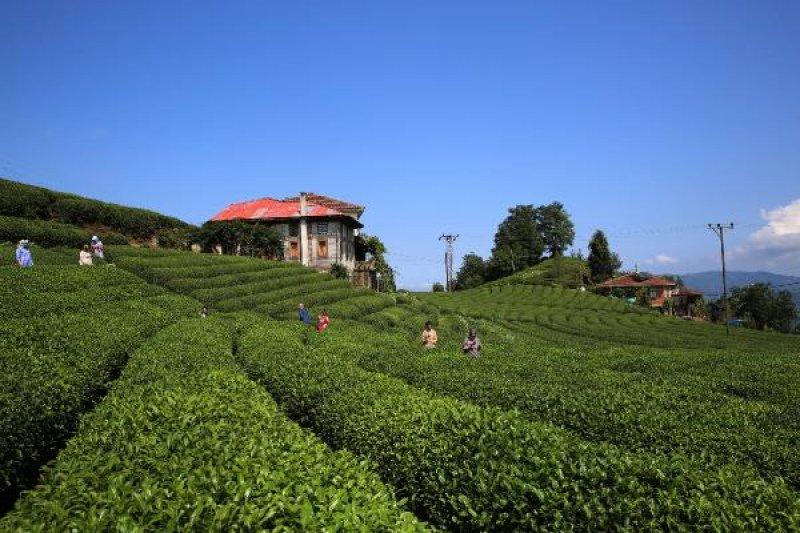 Çayeli'ndeki çay tarlasına ziyaretçi akını