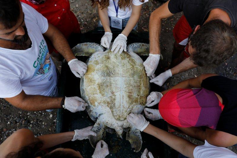 Dalyan'da caretta carettaların denize yolculuğu