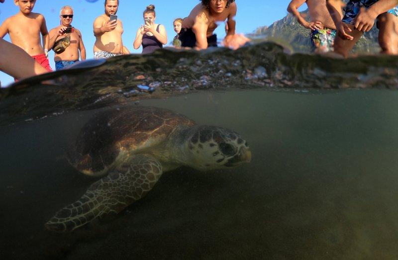 Dalyan'da caretta carettaların denize yolculuğu