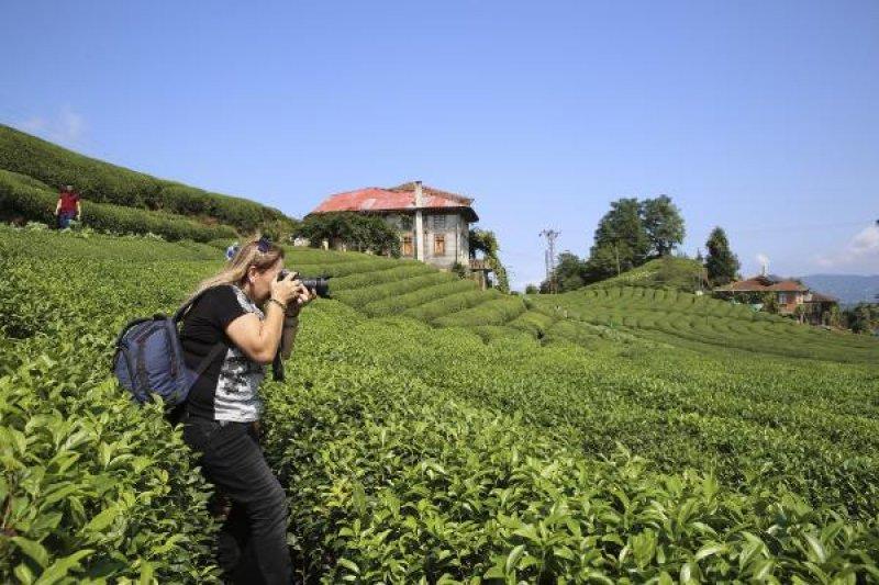 Çayeli'ndeki çay tarlasına ziyaretçi akını