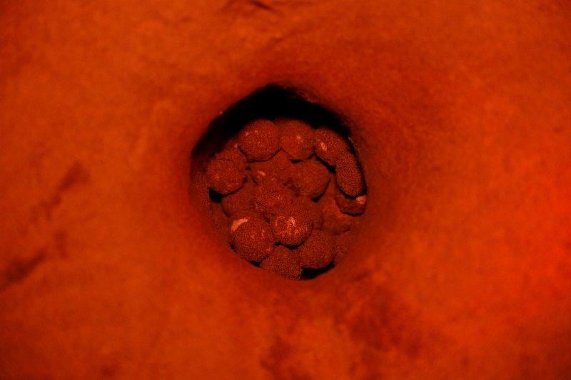 Dalyan'da caretta carettaların denize yolculuğu