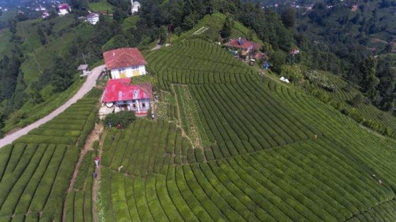 Çayeli'ndeki çay tarlasına ziyaretçi akını