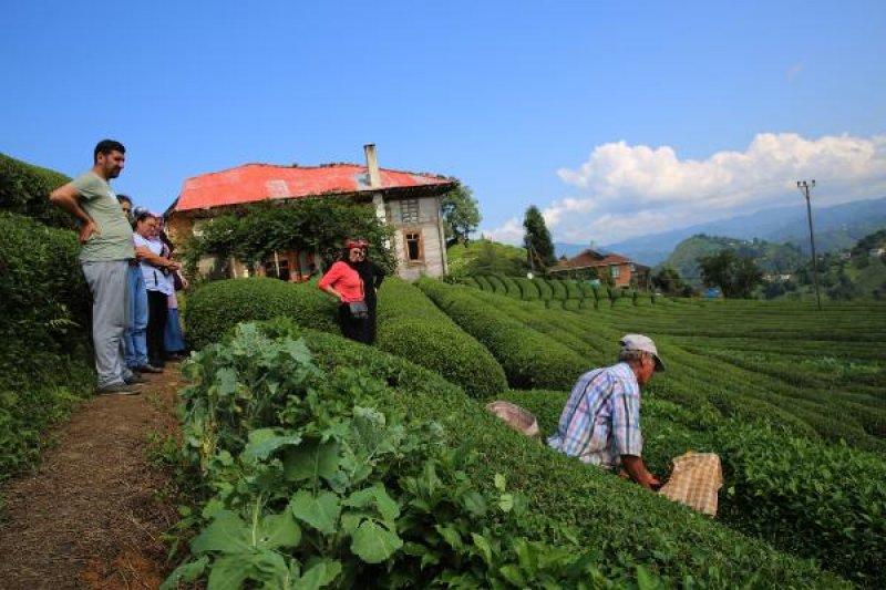 Çayeli'ndeki çay tarlasına ziyaretçi akını