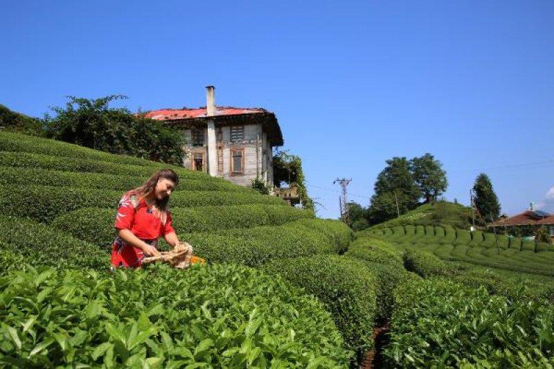 Çayeli'ndeki çay tarlasına ziyaretçi akını