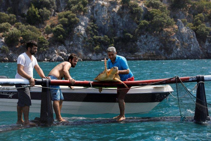 Dalyan'da caretta carettaların denize yolculuğu