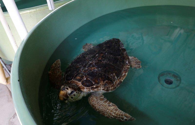 Dalyan'da caretta carettaların denize yolculuğu