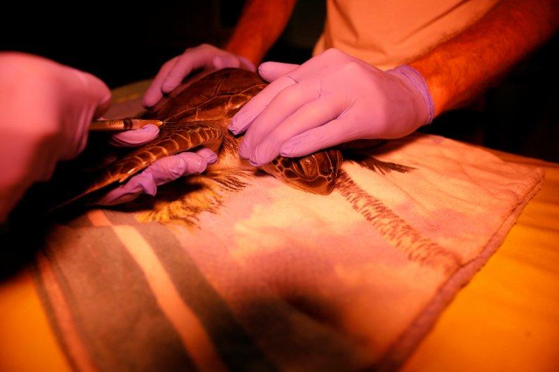 Dalyan'da caretta carettaların denize yolculuğu