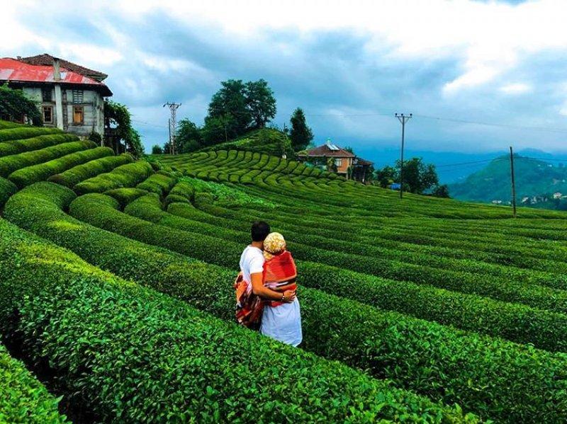 Çayeli'ndeki çay tarlasına ziyaretçi akını