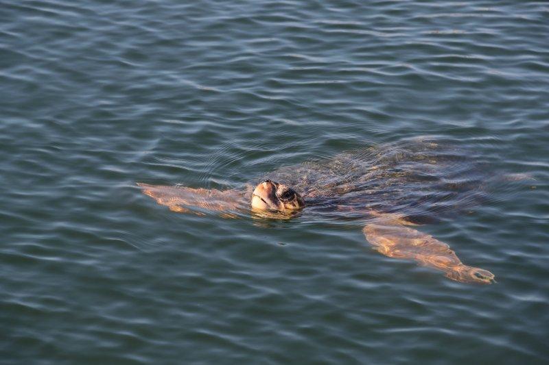 Dalyan'da caretta carettaların denize yolculuğu