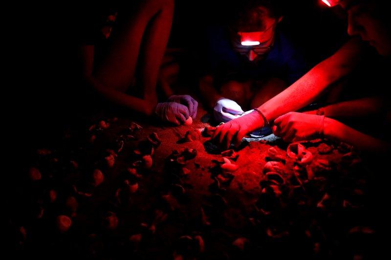 Dalyan'da caretta carettaların denize yolculuğu