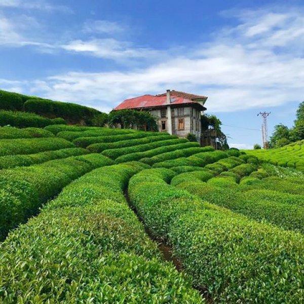Çayeli'ndeki çay tarlasına ziyaretçi akını