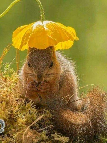 Hollandalı fotoğrafçının objektifinden sevimli sincaplar 