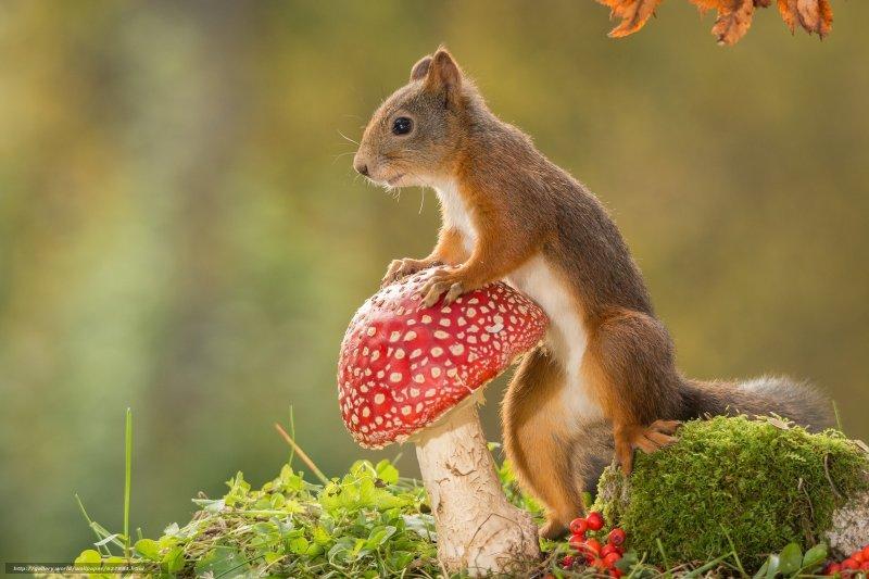 Hollandalı fotoğrafçının objektifinden sevimli sincaplar 