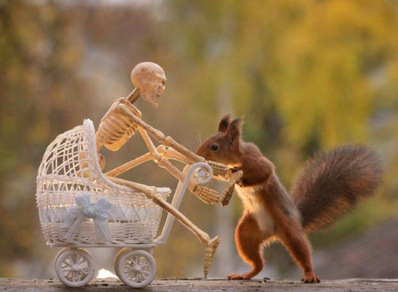 Hollandalı fotoğrafçının objektifinden sevimli sincaplar 