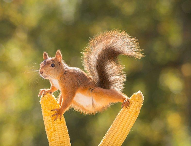 Hollandalı fotoğrafçının objektifinden sevimli sincaplar 