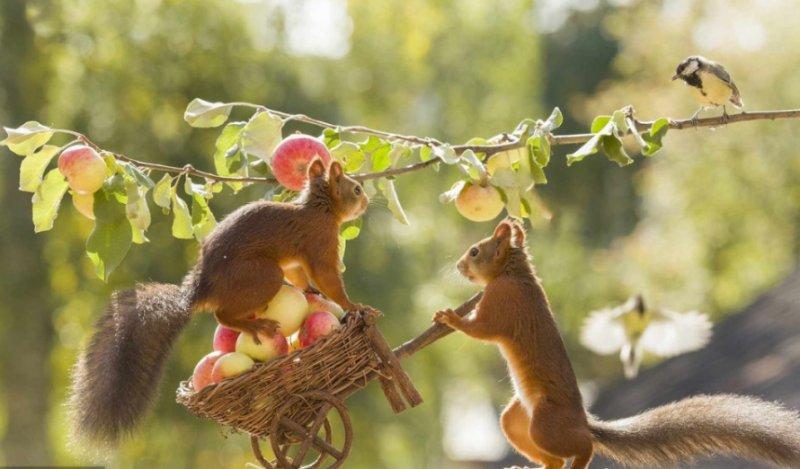 Hollandalı fotoğrafçının objektifinden sevimli sincaplar 