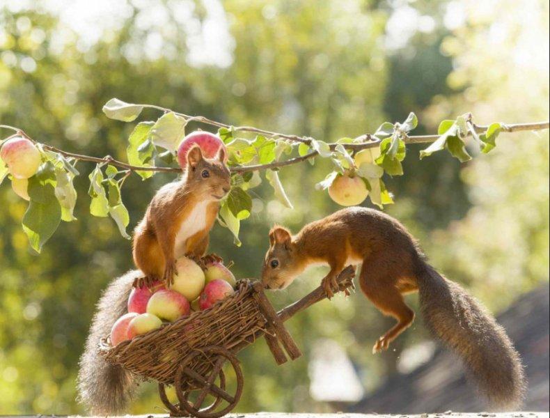 Hollandalı fotoğrafçının objektifinden sevimli sincaplar 