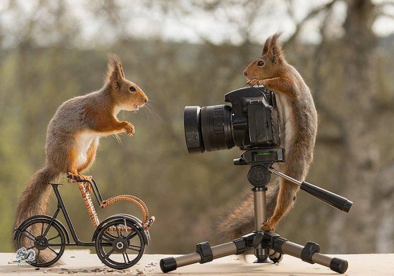 Hollandalı fotoğrafçının objektifinden sevimli sincaplar 