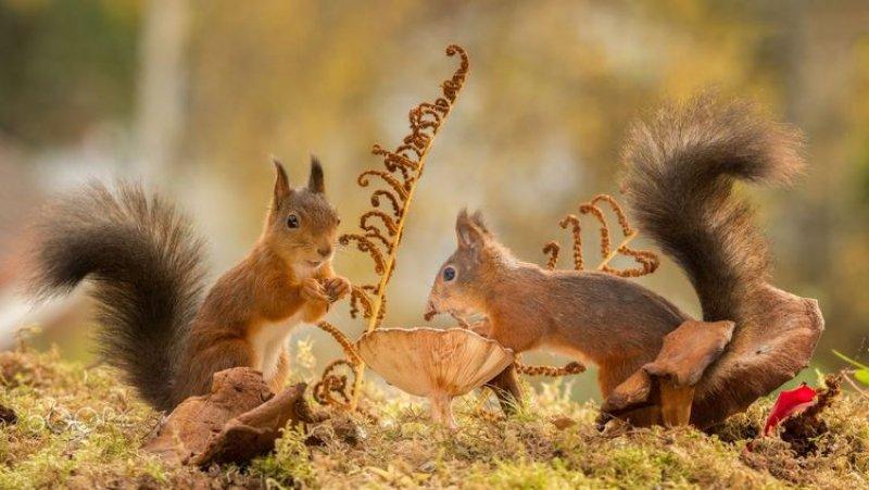 Hollandalı fotoğrafçının objektifinden sevimli sincaplar 