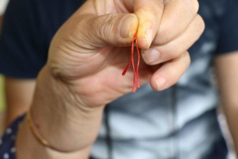 Safran hasadı erken başladı 