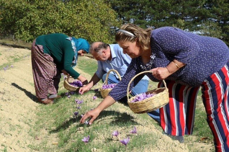 Safran hasadı erken başladı 
