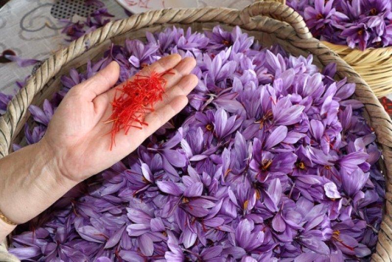 Safran hasadı erken başladı 