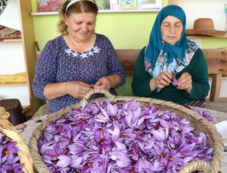 Safran hasadı erken başladı 