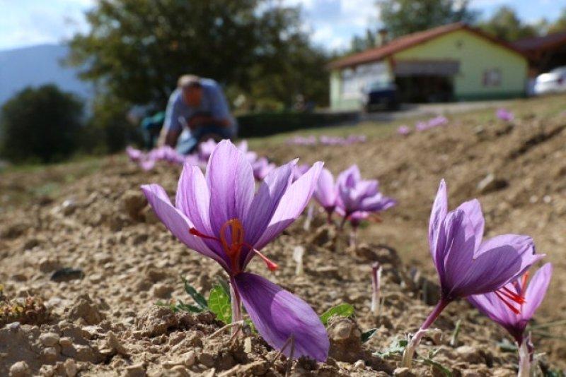 Safran hasadı erken başladı 