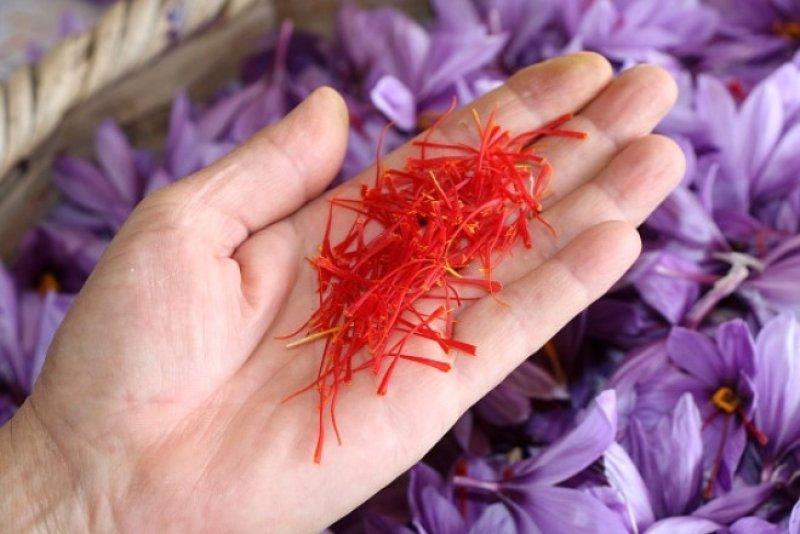 Safran hasadı erken başladı 